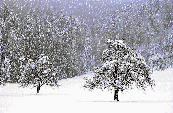 丰年虫卵:你喜欢雪吗？瑞雪兆丰年，真的是这样吗？