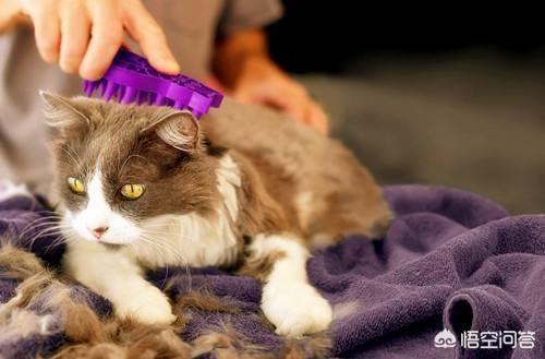 森林猫价格:森林猫整天掉毛正常吗？森林猫掉毛情况能变好吗？