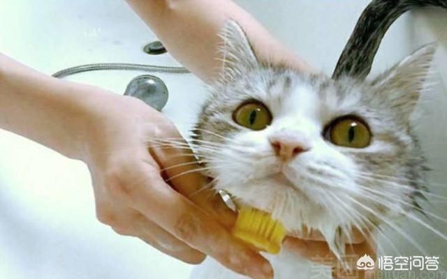 西伯利亚森林猫过敏:猫咪过敏怎么办？如何治疗猫咪过敏？