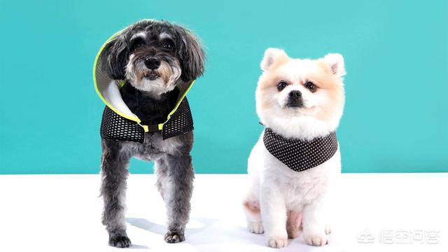 绿卡训犬师:当一名训犬师需要具备哪些条件？