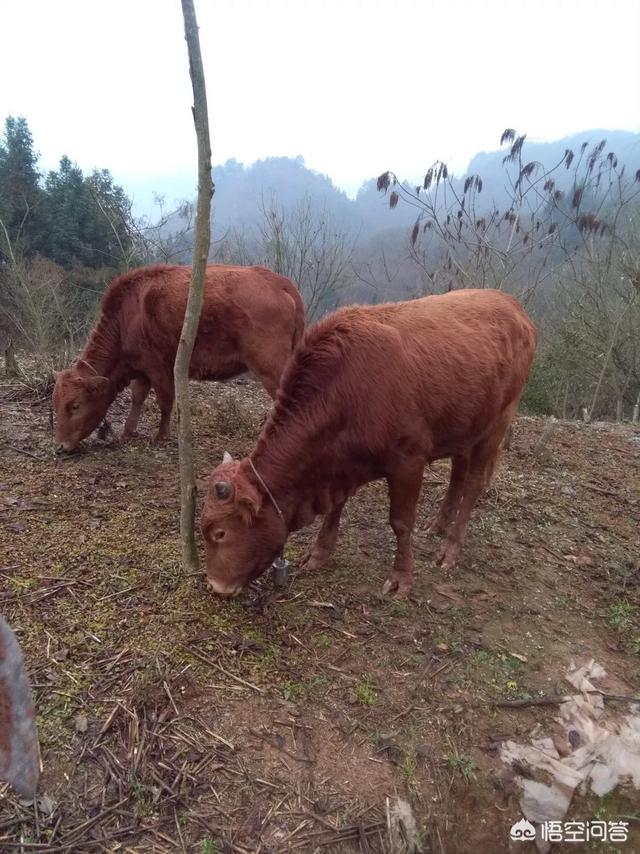 怎么选牛犊子？