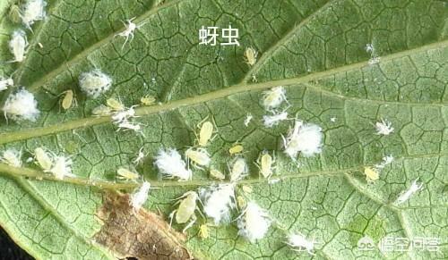 花生黑蚜虫怎么防治:花生黄化症应该采取什么有效的防治措施？