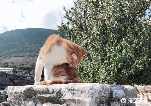 蝙蝠猫猫与超级狗狗:求问猫更好养还是狗更好养呢？