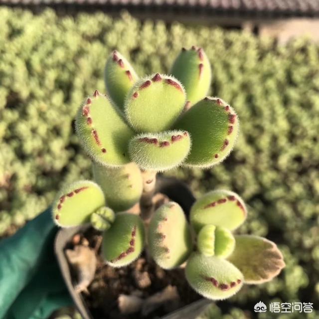 多肉熊童子好养不:多肉里熊童子是不是相对喜水的，应该怎样养护呢？