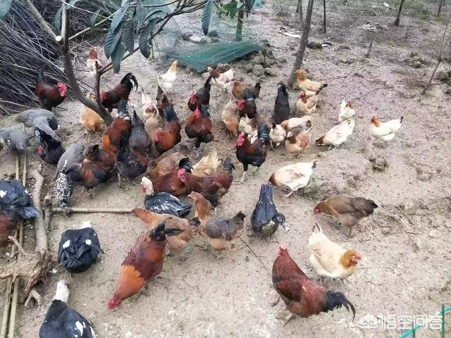 安第斯山猫可以养殖吗:在农村养土鸡是种怎样的体验？