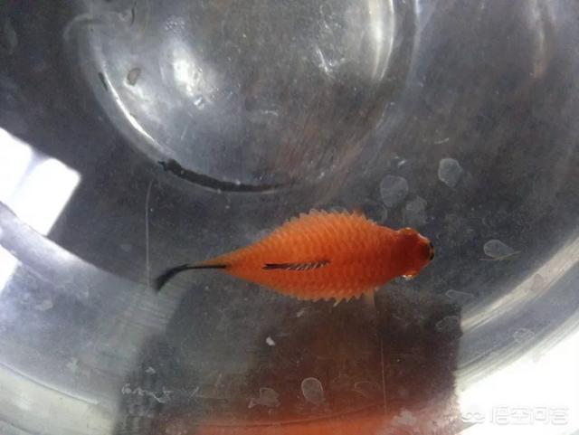 鱼炸鳞:炸鱼用什么粉炸过夜还脆？