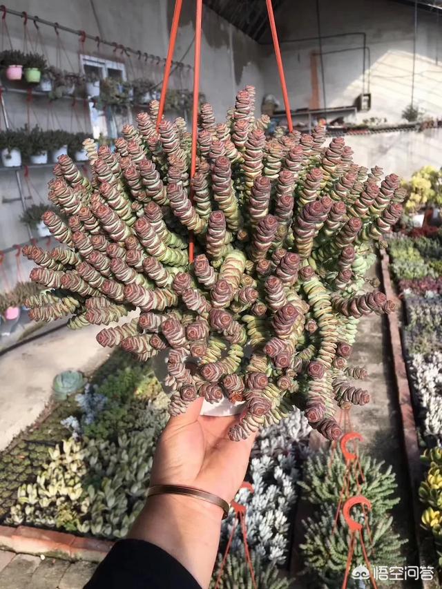 多肉乙女心图片:多肉钱串下面的叶子都干枯了，是什么原因？该怎么办？
