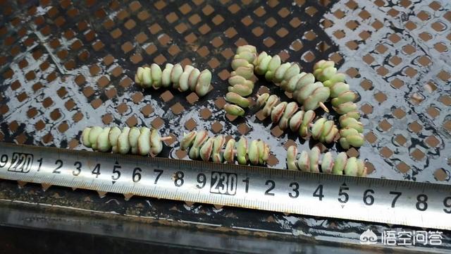 多肉乙女心图片:多肉钱串下面的叶子都干枯了，是什么原因？该怎么办？