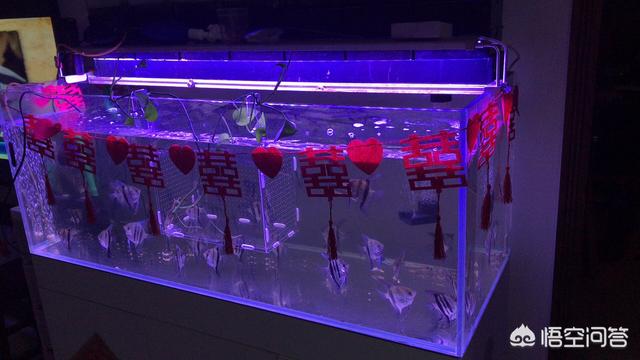 养鱼知识氧气:给鱼缸打氧气，仅仅是为了增加水中的含氧量吗？