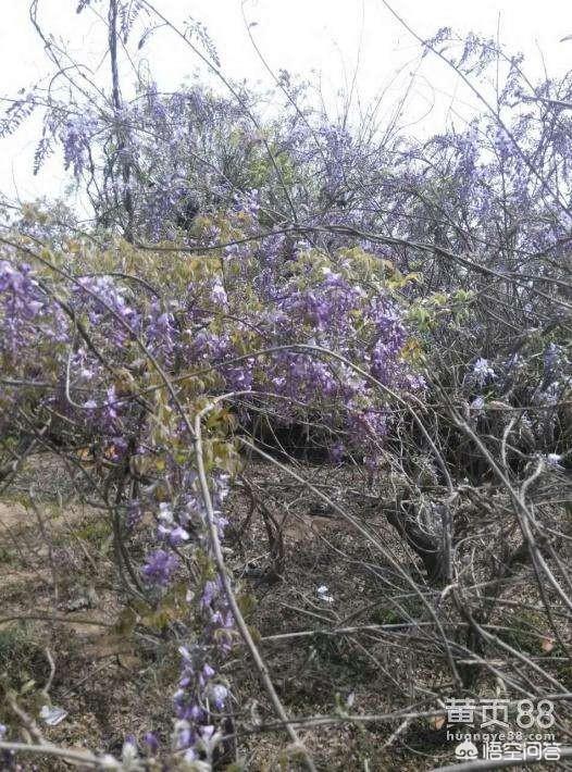 头条问答 葛花树能扞插吗 7个回答