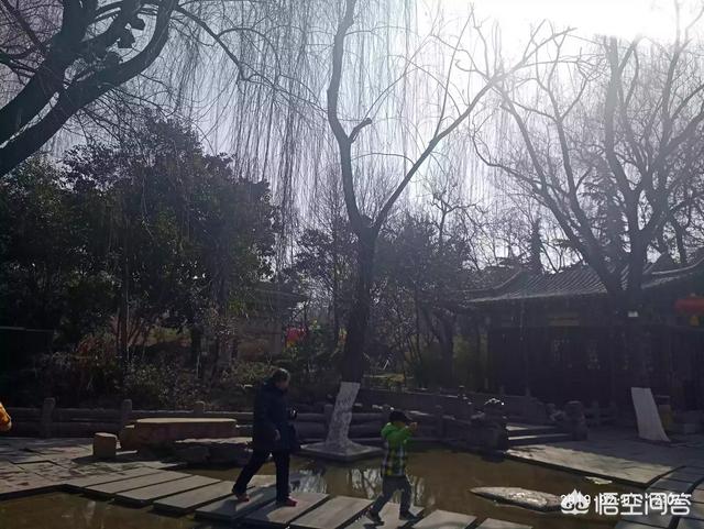 鬃狮蜥饲养爬天论坛:猪八戒能算得上《西游记》最强猪妖吗？
