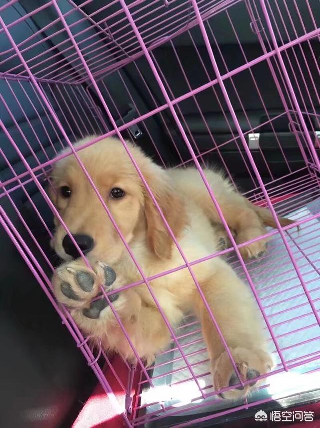 宠物健康知识讲座:宠物狗应该怎样养才最合适？