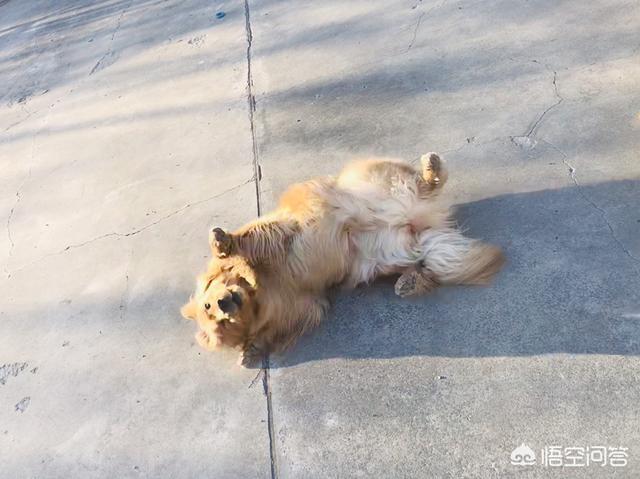 美系金毛犬图片素材大全:金毛犬吃什么可以不掉毛，还可以美毛？ 美系金毛犬图片大全