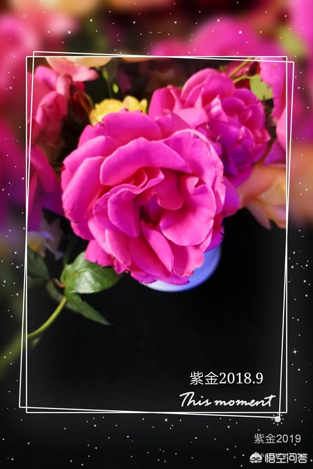 蜻蜓月季花的栽培:大游行月季花的养殖方法？