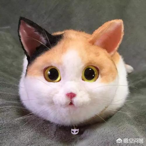 为什么晚上睡觉时猫咪总喜欢靠近自己的头，而且咕噜声还很大？插图58