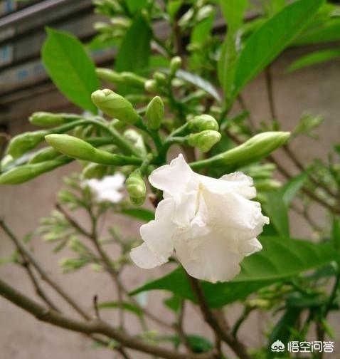 狗牙花:狗牙花长骨朵不开花是什么原因？