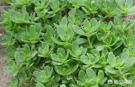 春天到了,你都吃过农村的哪些野菜？
