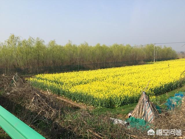 乐果农药的残留期长吗:乐果农药残留多久 农产品味道变差是使用农药化肥造成的吗？