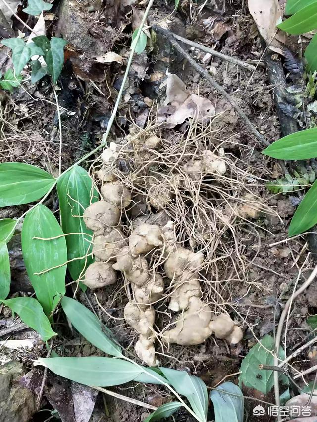 黄精种植技术(黄精种植技术与种植方法管理)