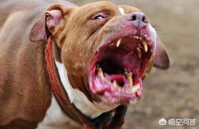 意大利扭玻利顿犬打架:世界上有哪些禁养的犬类，你害怕了吗？