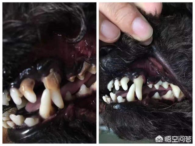惠比特犬体味重吗:拉布拉多身上体味重，有什么办法可以解决吗？