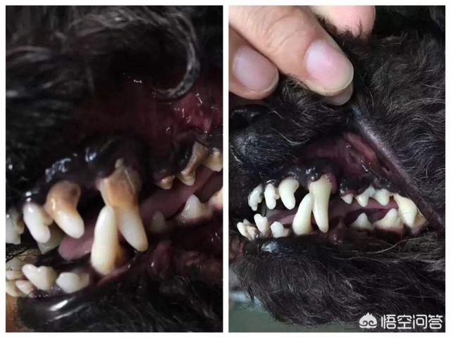 惠比特犬体味重吗:为什么狗狗体味越来越重？