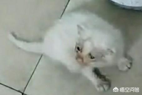 小猫吃什么可以代替猫奶:母猫不见了，只剩下还要吃奶的猫子，该怎么办？