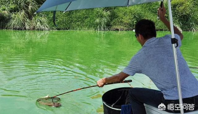 捕抓红耳鹎鸟视频:在农村的河流里，有什么好的方法抓到大鱼？
