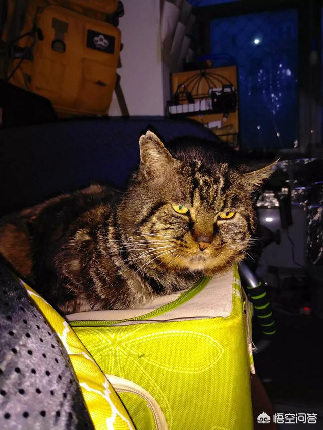 马鞍山宠物猫免费领养:#宠爱日#从哪些渠道可以找到待领养的动物？
