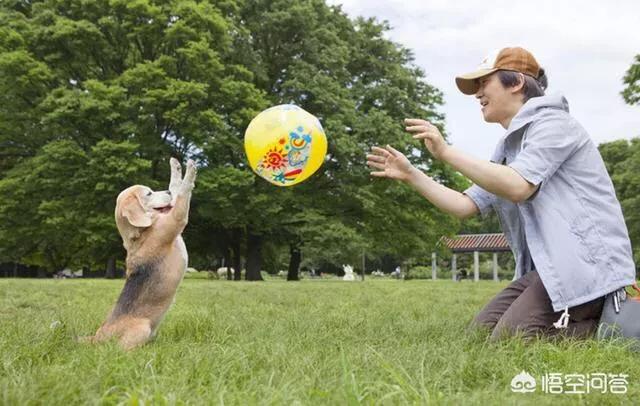 西施犬忠诚吗:狗狗会对主人绝对忠诚吗？
