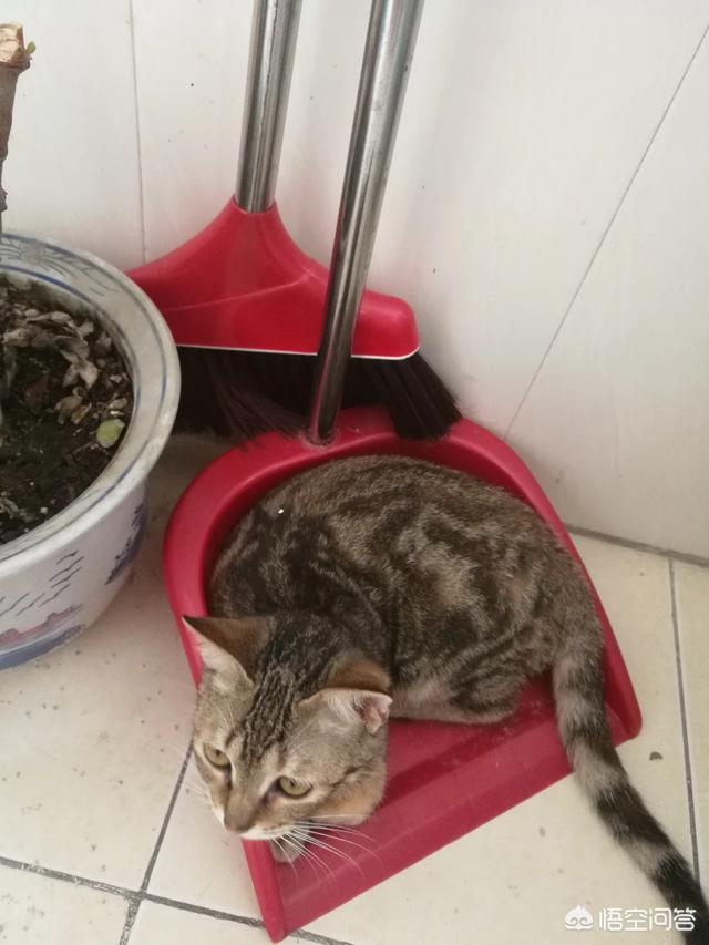 可爱小猫图片:有一只可爱小喵喵是什么感觉？