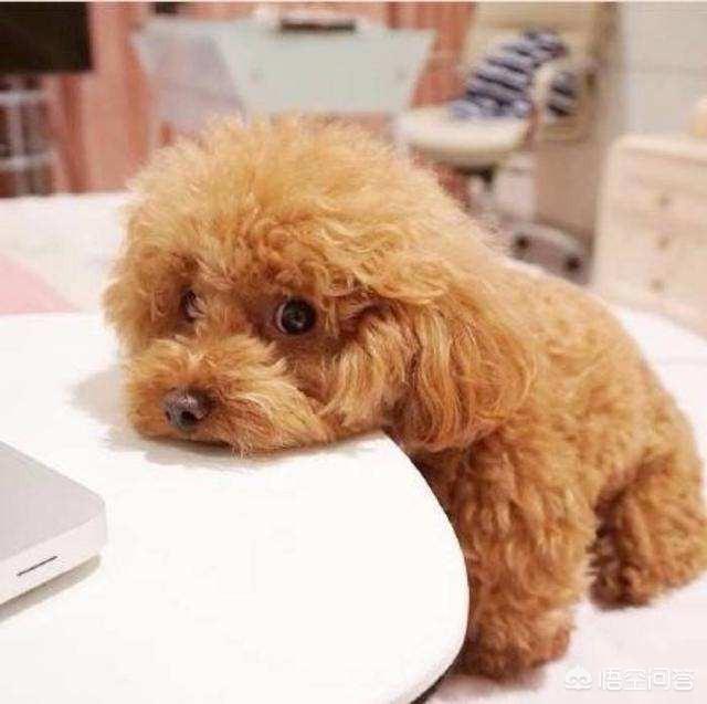 狗吃人:狗不能吃人吃的饭是不是卖狗粮的阴谋？
