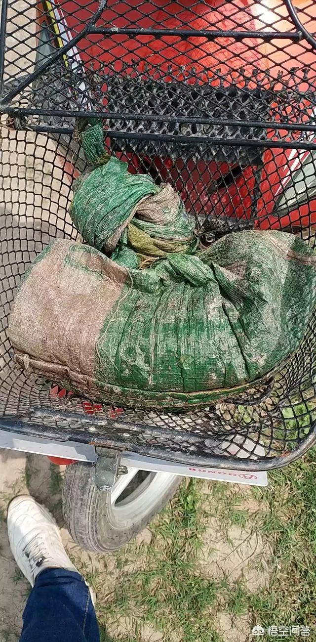 渔貂图片大全:钓黄鳝工具制作图片大全，钓黄鳝的钩子如何制作？