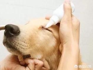 狗狗一个眼睛眼屎多:求助，为什么狗狗突然眼屎增多了，狗狗为什么那么多眼屎？