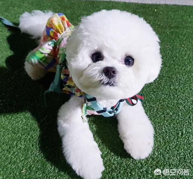 小比熊什么时候换毛:比熊掉毛时期要补充营养吗？怎样让比熊不掉毛？