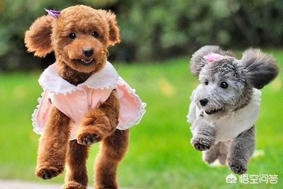泰迪犬怎么养胖:如何才能选到长大了也好看的泰迪犬？