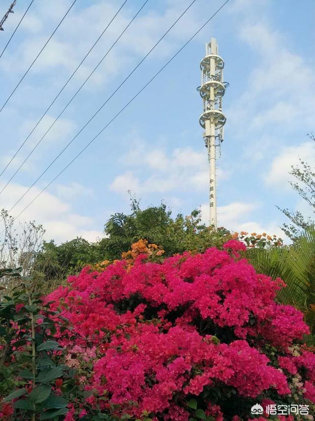 旅游时看到最美的是什么花？