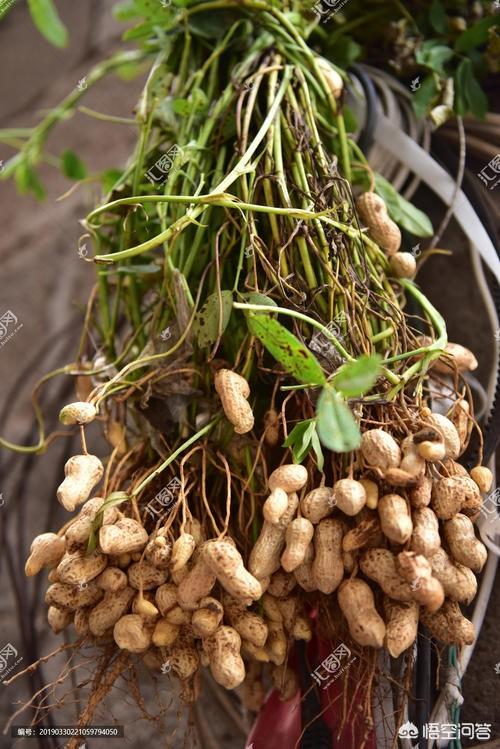 头条问答 - 喝花生茎泡的水有什么作用?(2个回答)