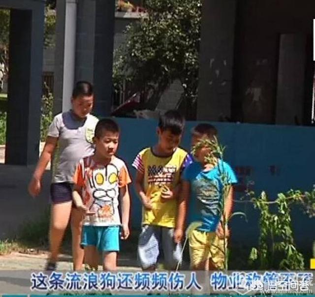 深圳流浪狗驿站虐狗:如何评价准研究生虐狗事件？会被判刑吗？