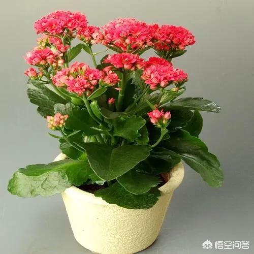 花叶万年青的作用:花叶万年青怎样盆栽和管理？