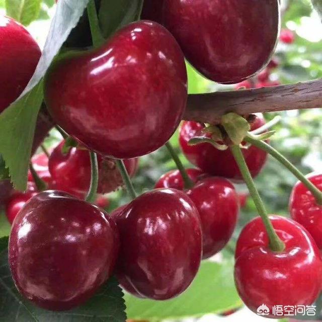 种丹妮:丹妮是如何一步步地转变成“疯狂女王“的