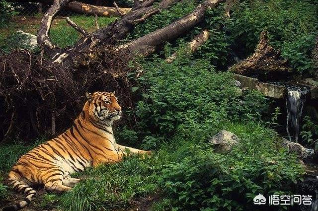 最后一只剑齿虎，最大猫科动物是哪种动物包括已灭绝的