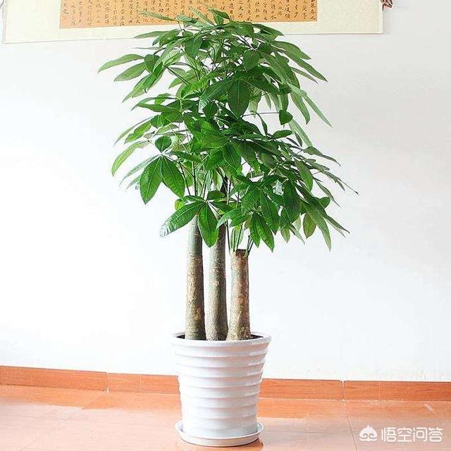 北方发财树怎么养才长得好:招财树长得太疯，又不想换大花盆，怎么办？