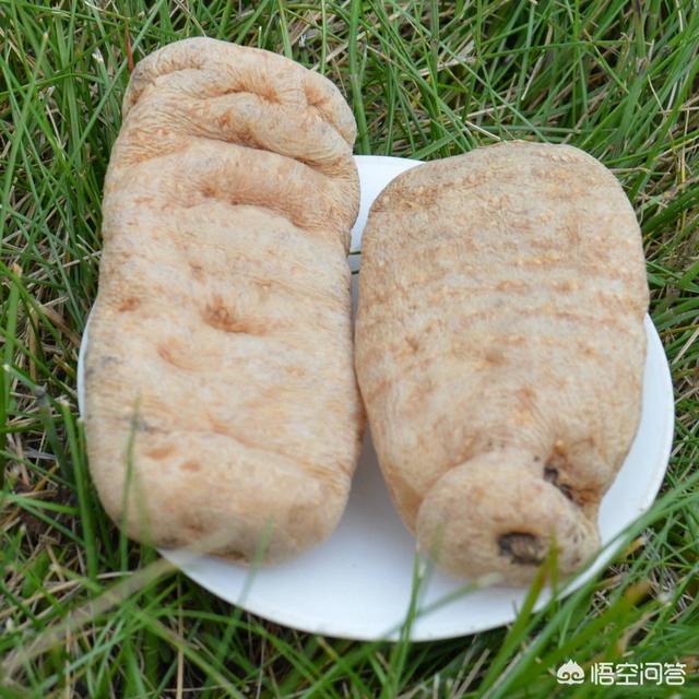 农村的山上,有哪些值钱的中草药？