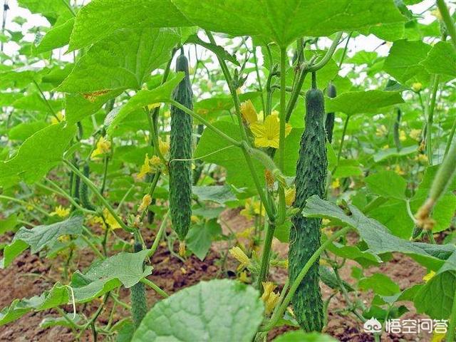 绝育黄瓜安全事情:黄瓜什么时候喷醋是最佳时间？