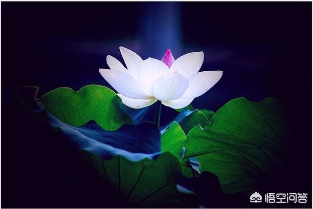 白莲花啥意思 职场中的 白莲花 是什么样的人 派贝网