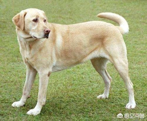 优质的拉布拉多犬性格特征有哪些:拉布拉多犬多大年纪脾气性格才能稳定？