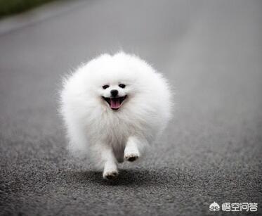 教你如何养博美狗狗:新手饲养博美犬需要知道哪些事？ 博美狗狗怎么养