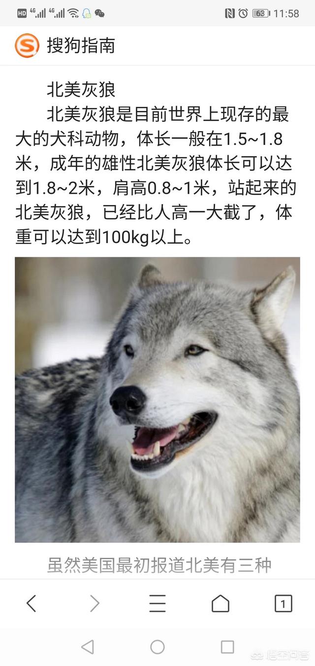 超大型犬杂交研究所:藏獒是杂交的吗?如果是的话,是什么物种杂交的呢？ 最强的杂交犬