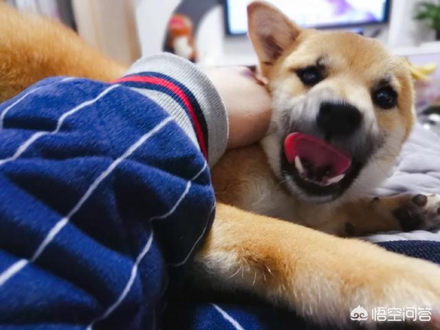 宠物做宠物床:如何看待狗狗上床、钻被窝等行为？